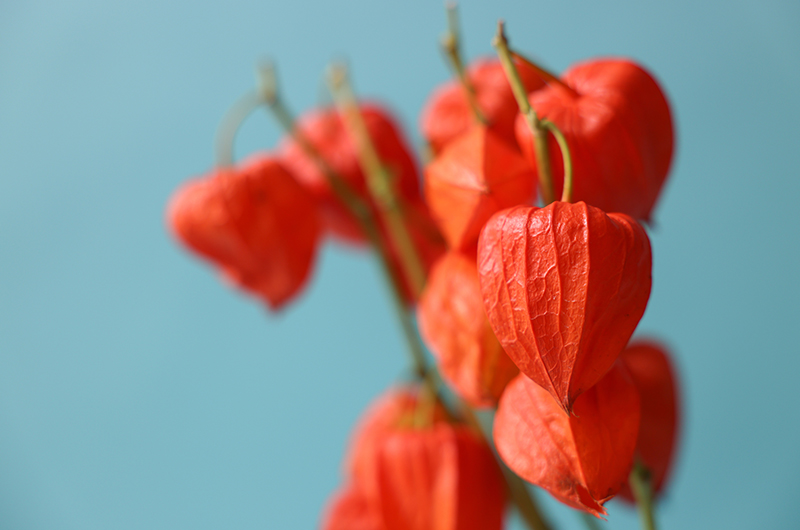 色々な花を素敵に美しく撮ってみよう！